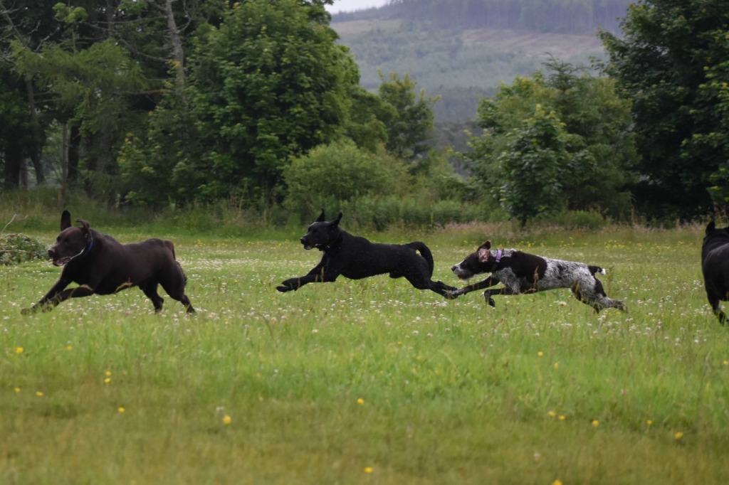 Garromuir Kennels Dogs